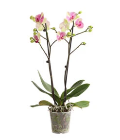 Schmetterlingsorchidee - Phalaenopsis Cultivars, Sonderfarben -Gartenbedarfsgeschäft 8283475 WE FS 001 SchmetterlingsorchideePhalaenopsisMarshmellow2TrT12DehnerExpressHerzig