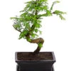 Outdoor-Bonsai Urweltmammutbaum - Metasequoia Glyptostroboides -Gartenbedarfsgeschäft 8286205 PR FS 001 UrweltmammutbaumMetasequoiaT20DehnerExpressHerzig
