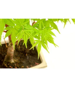 Outdoor-Bonsai Ahorn - Acer Palmatum -Gartenbedarfsgeschäft 8286288 PR DE 001 AhornAcerPalmatumAtropurpureumOhneUnterschaleT15DehnerExpressHerzig