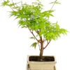 Outdoor-Bonsai Ahorn - Acer Palmatum -Gartenbedarfsgeschäft 8286288 PR FS 001 AhornAcerPalmatumAtropurpureumOhneUnterschaleT15DehnerExpressHerzig