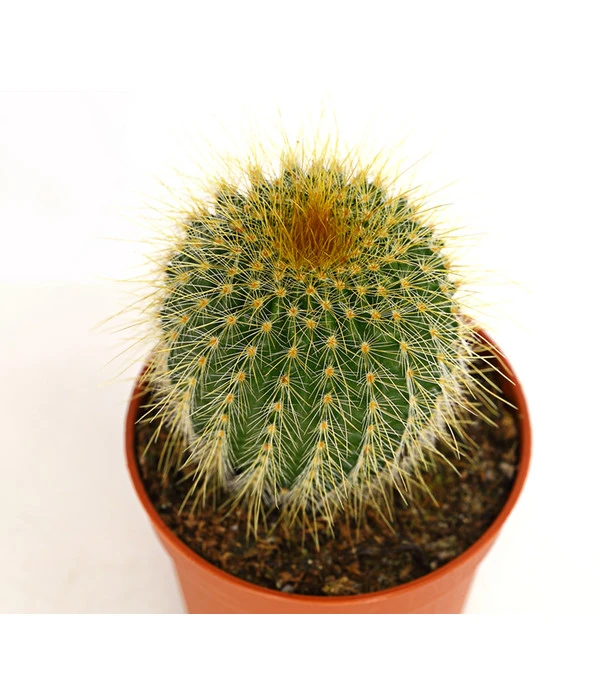 Notocactus - Parodia Leninghausii 4 Notocactus - Parodia Leninghausii – Bild 2