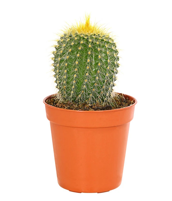 Notocactus - Parodia Leninghausii 3 Notocactus - Parodia Leninghausii