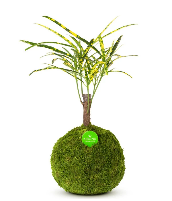 Kibonu Wunderstrauch - Codiaeum Variegatum 'Soley' 3 Kibonu Wunderstrauch - Codiaeum Variegatum 'Soley'