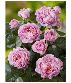 Nostalgie®-Edelrose 'Eisvogel®' -Gartenbedarfsgeschäft 8294977 PR DE 001 NostalgieEdelroseEisvogelRosenTantau