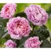 Nostalgie®-Edelrose 'Eisvogel®' -Gartenbedarfsgeschäft 8294977 PR DE 011 NostalgieEdelroseEisvogelTantau