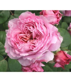 Nostalgie®-Edelrose 'Eisvogel®' -Gartenbedarfsgeschäft 8294977 PR DE 013 NostalgieEdelroseEisvogelTantau