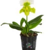 Frauenschuh - Paphiopedilum Complex Hybride -Gartenbedarfsgeschäft 8297772 PR FS 001 FrauenschuhPaphiopedilumT12DehnerExpressHerzig