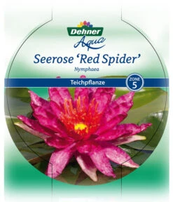 Dehner Seerose 'Red Spider' -Gartenbedarfsgeschäft 8315939 Seerose Red Spider Etikett 1 NEU