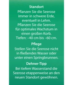 Dehner Seerose 'Red Spider' -Gartenbedarfsgeschäft 8315939 Seerose Red Spider Etikett 2