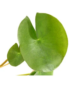 Dehner Seerose 'Red Spider' -Gartenbedarfsgeschäft 8315939 WE DE 001 SeeroseGezackteBluetenblaetterNymphaeaHybrideT14DehnerExpressHerzig