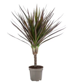 Zimmerpflanzen-Set Drachenhöhle, 4-teilig 15 Zimmerpflanzen-Set Drachenhöhle, 4-teilig -Gartenbedarfsgeschäft 8400103 WE FS 001 DracaenaMarginataMagenta1erTuffT11