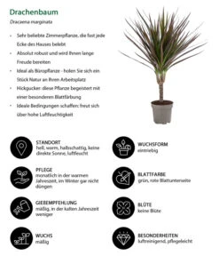 Zimmerpflanzen-Set Drachenhöhle, 4-teilig 19 Zimmerpflanzen-Set Drachenhöhle, 4-teilig -Gartenbedarfsgeschäft 8400103 WE IG 001 Drachenbaum