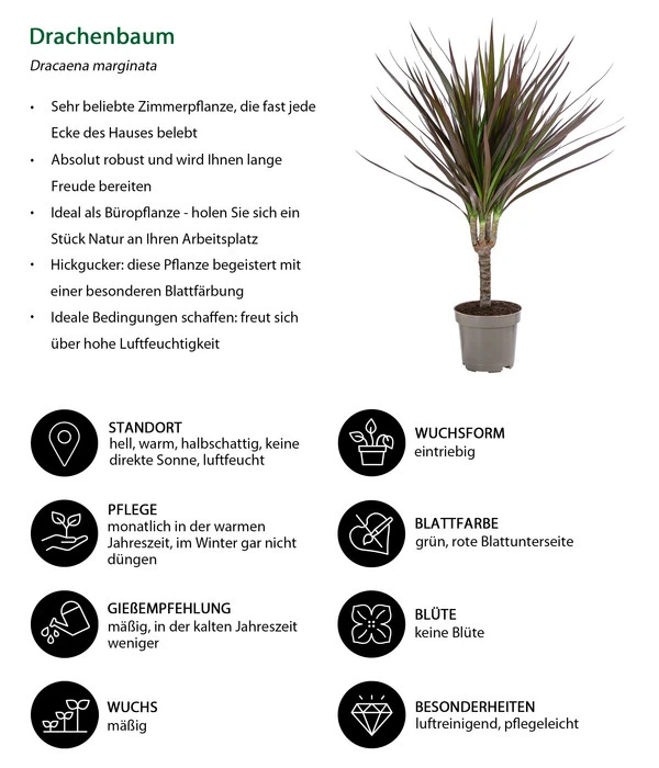 Zimmerpflanzen-Set Drachenhöhle, 4-teilig 11 Zimmerpflanzen-Set Drachenhöhle, 4-teilig – Bild 9