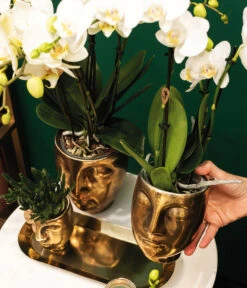 Pflanzen-Arrangement Boutique Chic, 5-teilig -Gartenbedarfsgeschäft 8401275 WE MO 001 PflanzensetBoutiqueChic