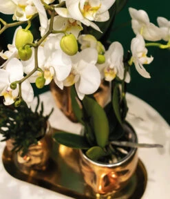 Pflanzen-Arrangement Boutique Chic, 5-teilig -Gartenbedarfsgeschäft 8401275 WE MO 002 PflanzensetBoutiqueChic