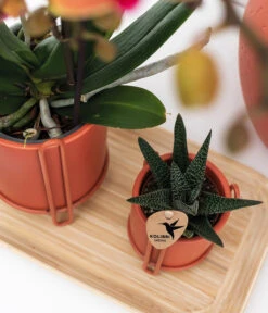 Pflanzen-Arrangement Inner Retreat, 5-teilig -Gartenbedarfsgeschäft 8401283 WE MO 003 PflanzensetInnerRetreat