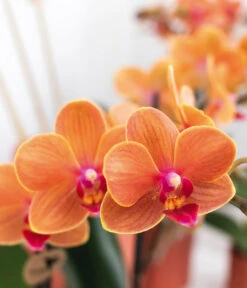 Pflanzen-Arrangement Inner Retreat, 5-teilig -Gartenbedarfsgeschäft 8401283 WE MO 004 PflanzensetInnerRetreat