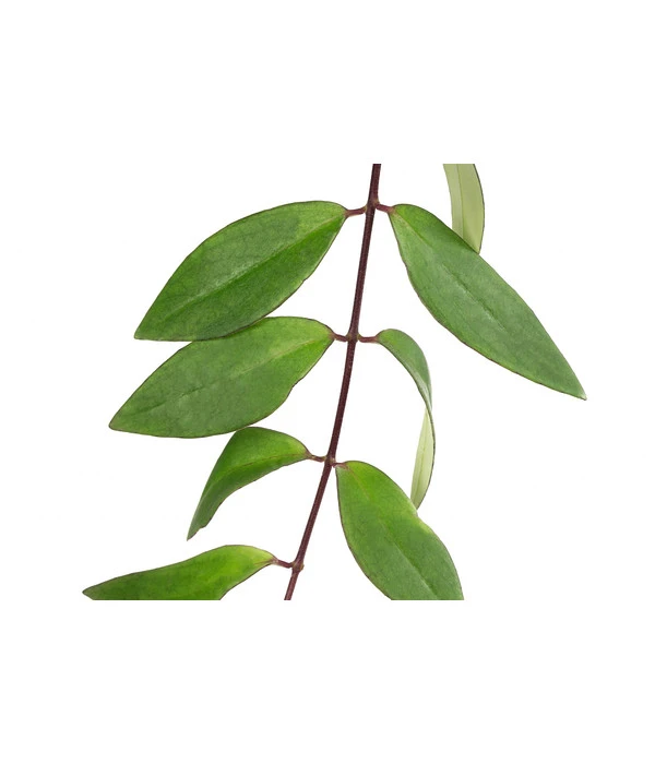 Schamblume - Aeschynanthus Lobbianus, Hydrokultur 4 Schamblume - Aeschynanthus Lobbianus, Hydrokultur – Bild 2