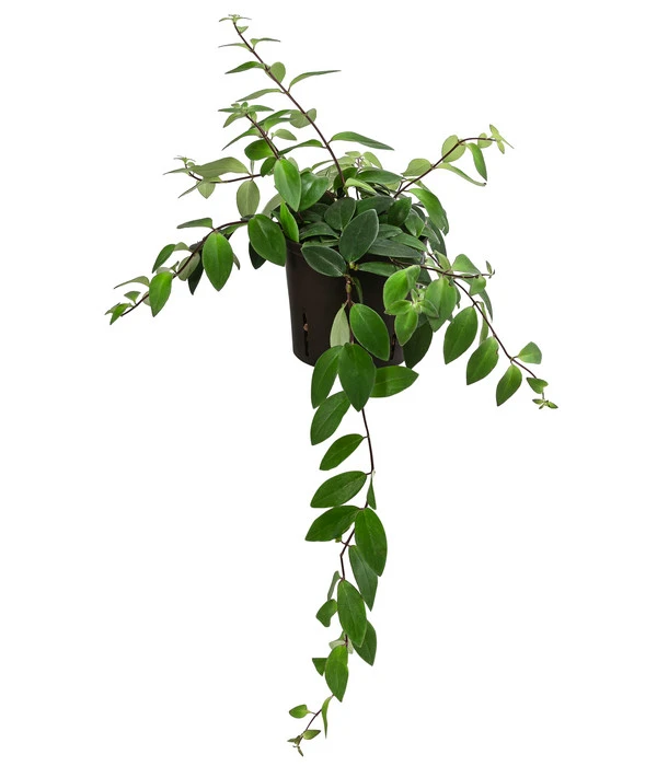 Schamblume - Aeschynanthus Lobbianus, Hydrokultur 3 Schamblume - Aeschynanthus Lobbianus, Hydrokultur