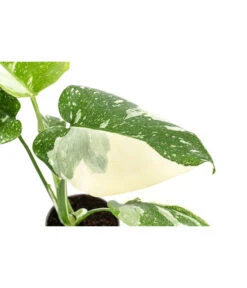 Fensterblatt - Monstera Deliciosa 'Thai Constellation', Panaschiert -Gartenbedarfsgeschäft 8402034 WE DE 001 MonsteraThaiConstellationT6