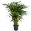 Goldfruchtpalme - Dypsis Lutescens, Hydrokultur -Gartenbedarfsgeschäft 8416513 WE FS 001 ArecaLutescensGoldfruchtpalmeHydroT22 DehnerExpressHerzig