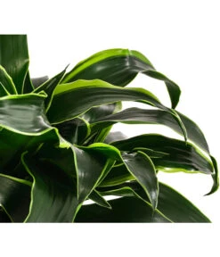 Drachenbaum - Dracaena Dorado, Hydrokultur -Gartenbedarfsgeschäft 8416687 WE DE 001 DracaenaDorado 2er 15 19