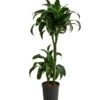 Drachenbaum - Dracaena Dorado, Hydrokultur -Gartenbedarfsgeschäft 8416687 WE FS 001 DracaenaDorado 2er 15 19