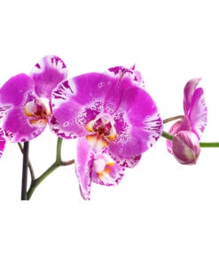 Schmetterlingsorchidee - Phalaenopsis Cultivars 'Victorio' -Gartenbedarfsgeschäft 8503724 WE DE 001 PhalaenopsisVictorioZweitriebigMixT15