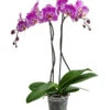Schmetterlingsorchidee - Phalaenopsis Cultivars 'Victorio' -Gartenbedarfsgeschäft 8503724 WE FS 001 PhalaenopsisVictorioZweitriebigMixT15