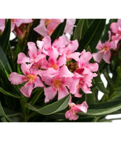 Oleander -Gartenbedarfsgeschäft 8503831 WE DE 001 NeriumOleanderBuschRosaT22
