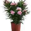 Oleander -Gartenbedarfsgeschäft 8503831 WE FS 001 NeriumOleanderBuschRosaT22