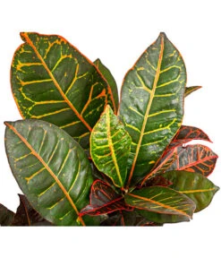 Wunderstrauch - Codiaeum Variegatum 'Petra' -Gartenbedarfsgeschäft 8508749 PR DE 001 CodiaeumVariegatumPetraWunderstrauchBonsaiVerzweigtT21DehnerExpressHerzig