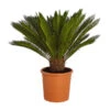 Sagopalmfarn - Cycas Revoluta -Gartenbedarfsgeschäft 8509366 PR FS 001 CycasRevolutaDehnerExpressZS