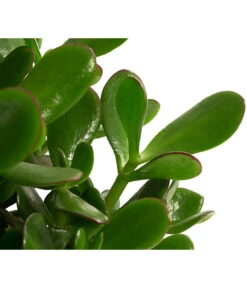 Dickblatt - Crassula Cultivars, Verschiedene Sorten -Gartenbedarfsgeschäft 8517757 WE DE 002 CrassulaMixT23