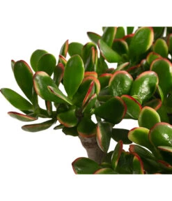 Dickblatt - Crassula Cultivars, Verschiedene Sorten -Gartenbedarfsgeschäft 8517757 WE DE 003 CrassulaMixT23