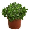 Dickblatt - Crassula Cultivars, Verschiedene Sorten -Gartenbedarfsgeschäft 8517757 WE FS 001 CrassulaMixT23