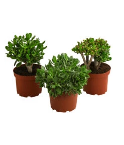 Dickblatt - Crassula Cultivars, Verschiedene Sorten -Gartenbedarfsgeschäft 8517757 WE FS 004 CrassulaMixT23