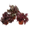 Blattbegonien-Set - Begonia Rex Hybriden, 3-teilig -Gartenbedarfsgeschäft 8561524 WE FS 001 Blattbegonien3 SetT12