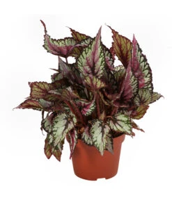 Blattbegonien-Set - Begonia Rex Hybriden, 3-teilig -Gartenbedarfsgeschäft 8561524 WE FS 002 Blattbegonien3 SetT12