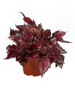 Blattbegonien-Set - Begonia Rex Hybriden, 3-teilig -Gartenbedarfsgeschäft 8561524 WE FS 003 Blattbegonien3 SetT12