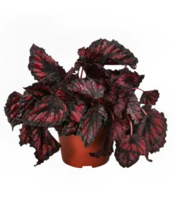 Blattbegonien-Set - Begonia Rex Hybriden, 3-teilig -Gartenbedarfsgeschäft 8561524 WE FS 004 Blattbegonien3 SetT12