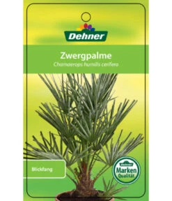 Blaue Zwergpalme -Gartenbedarfsgeschäft 8584401 Chamaeropshumiliscerifera 15112016 1