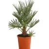 Blaue Zwergpalme -Gartenbedarfsgeschäft 8584401 WE FS 001 ChamaeropsHumillisOWCeriferaT18DehnerExpressHerzig