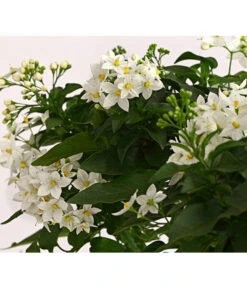 Jasminblütiger Nachtschatten, Herz -Gartenbedarfsgeschäft 8585994 PR DE 001 SolanumJasminoidesSommerjasminHerzKleinT17DehnerExpressHerzig