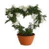Jasminblütiger Nachtschatten, Herz -Gartenbedarfsgeschäft 8585994 PR FS 001 SolanumJasminoidesSommerjasminHerzKleinT17DehnerExpressHerzig