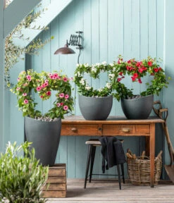 Jasminblütiger Nachtschatten, Herz -Gartenbedarfsgeschäft 8585994 WE MO 001 NachtschattenSolanumJasmionides