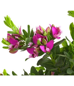 Kreuzblume, Stämmchen -Gartenbedarfsgeschäft 8590994 WE DE 001 KreuzbluemchenPolygalaStammLilaT17DehnerExpressHerzig