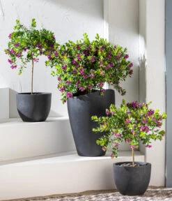 Kreuzblume, Stämmchen -Gartenbedarfsgeschäft 8590994 WE MO 001 KreuzblumePolygalsStamm