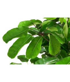 Queensland-Strahlenaralie - Schefflera Actinophylla 'Amate' -Gartenbedarfsgeschäft 8591257 WE DE 001 ScheffleraAmateTuffT30