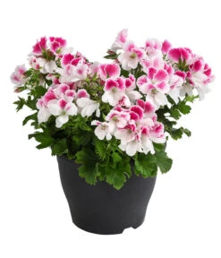 Edelpelargonie, Verschiedene Farben -Gartenbedarfsgeschäft 8594541 WE FS 003 EdelpelargonieBuschT23